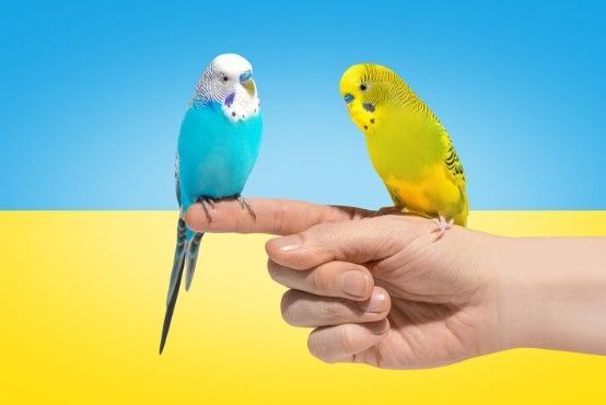 Zoopitomec.org.ua