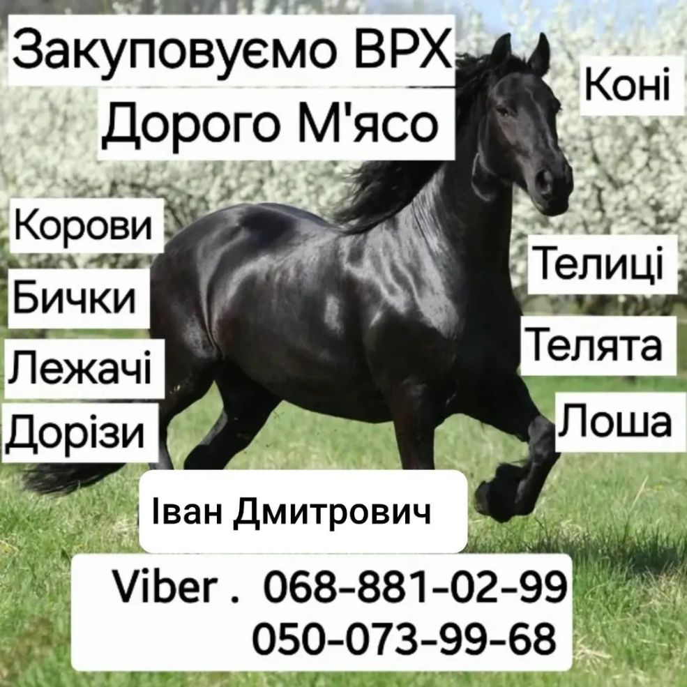 Закуповуємо ВРХ Закуповуємо