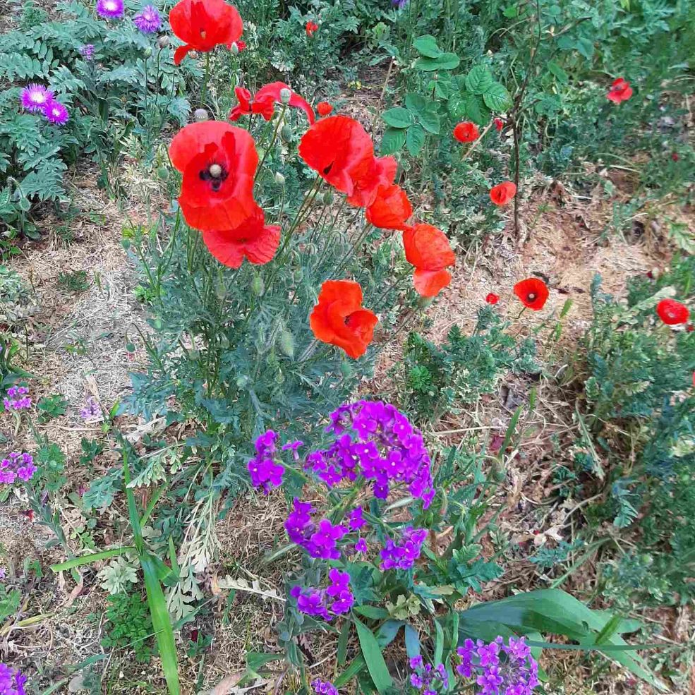 angelikalegran1