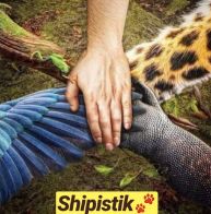Shipistik