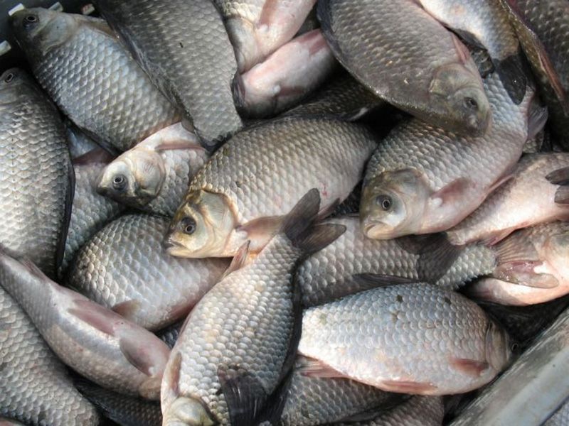 super.fish