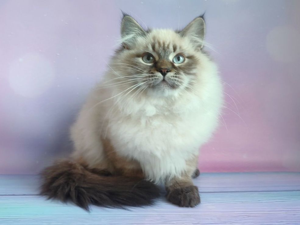 Розплідник Fairy Lynx