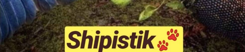 Shipistik