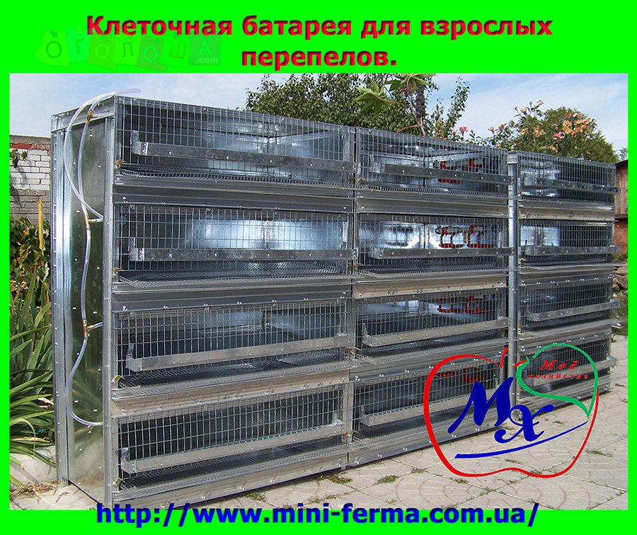 Клетки для перепелиной фермы