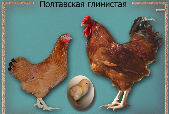 Куры Полтавской глинистой, яйцо инкубационное, цыплята