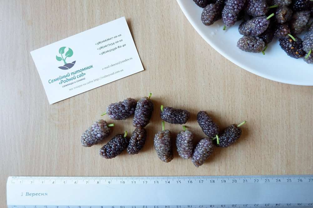 ростки шелковицы из семян. шелковица всходы. шелковица семенами посадка. росток шелковицы. шелковица из семян.