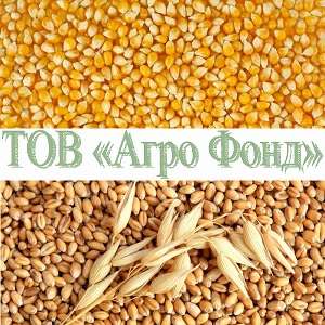 Урожай 2018 Покупаем кукурузу, влажную кукурудзу