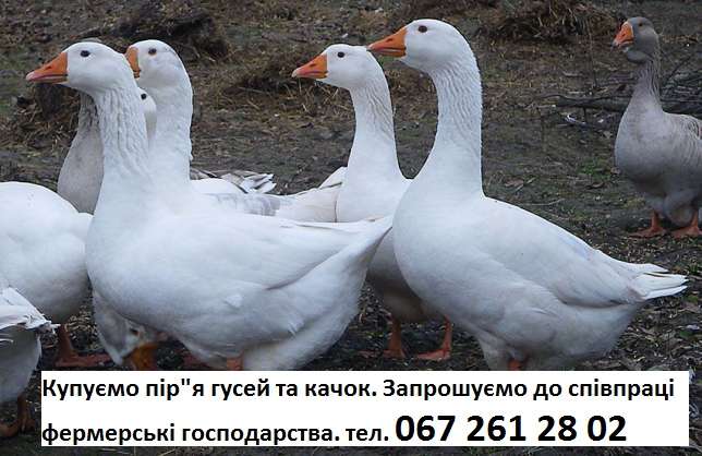 Принимаем перо уток гусей качок свіже пір'я