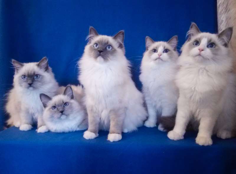 Котята породы Рэгдолл. Ласковые, голубоглазые пушистики