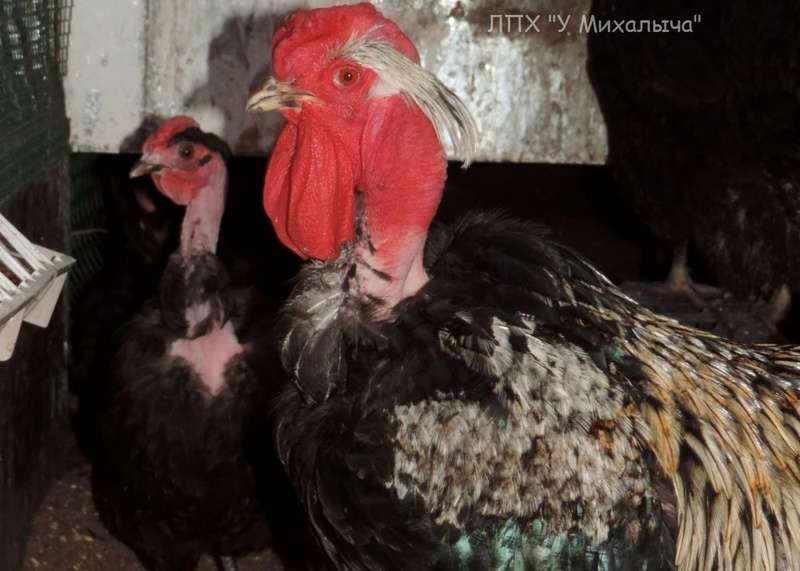 Голошейные украинские (полтавские) куры, Naked Necks Ukrainian chicken