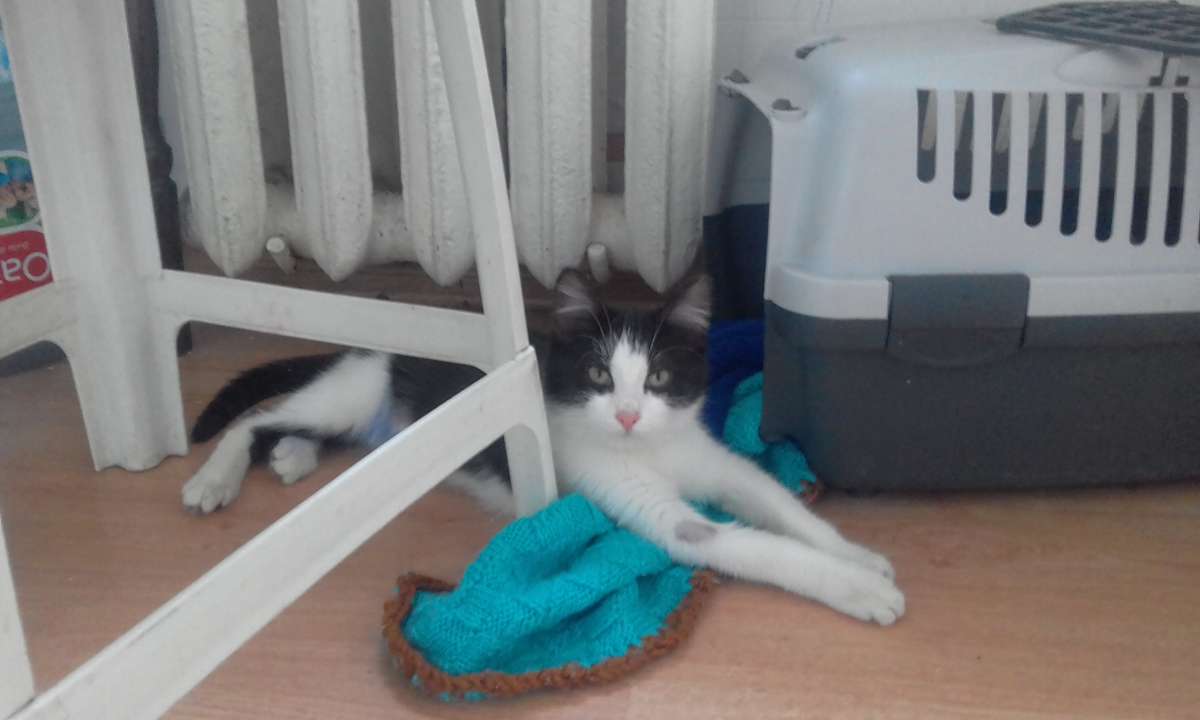 Кошка