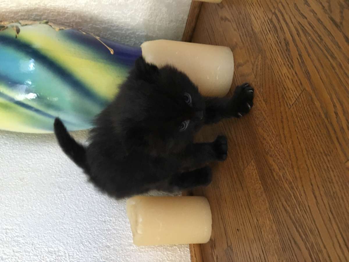 Котята ищут хозяев