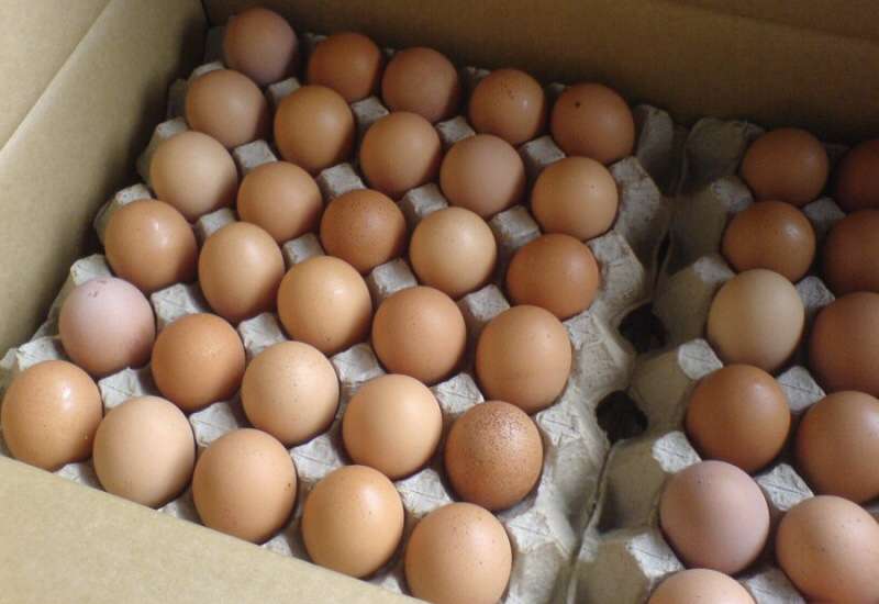 Продам инкубационные яйца адлера серебристого