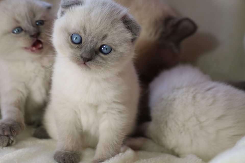 Бронь шотландских котят