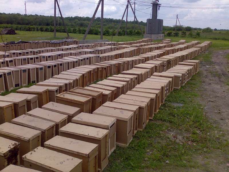 Пчелопакеты КАРПАТКА 4 рамки 3+1 САМОВЫВОЗ.