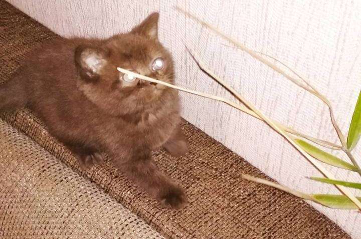 Шокландские котята