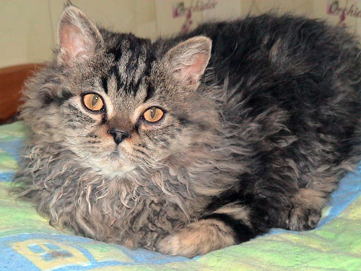 Шотландский длинношерстный котенок