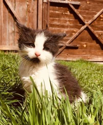Котёнок, котята