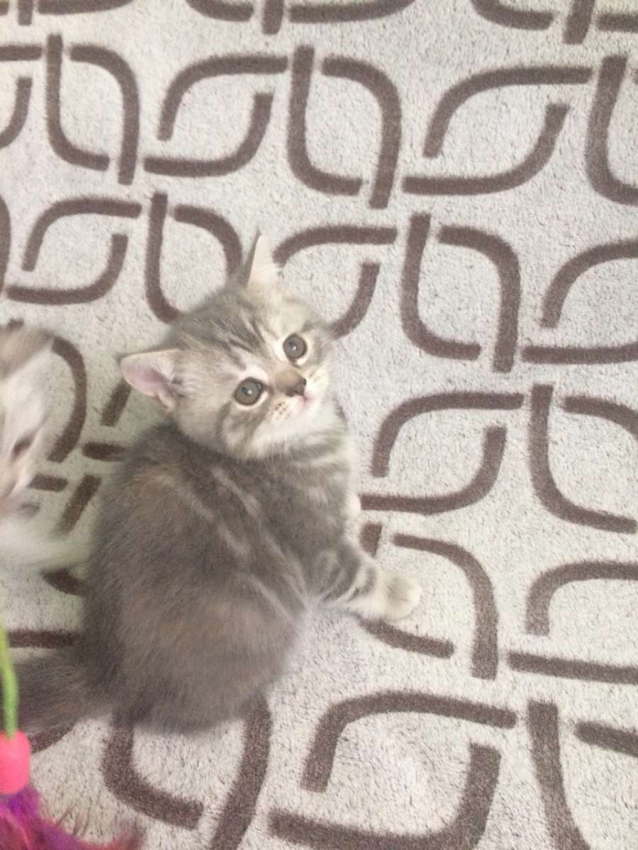 Самые милые котята шотладцы
