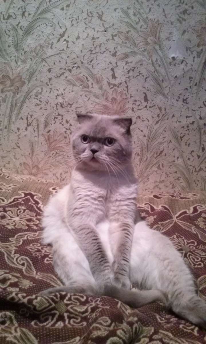 ШОТЛАНДСКИЙ ВИСЛОЙХИЙ джентельмен ждет свою принцессу