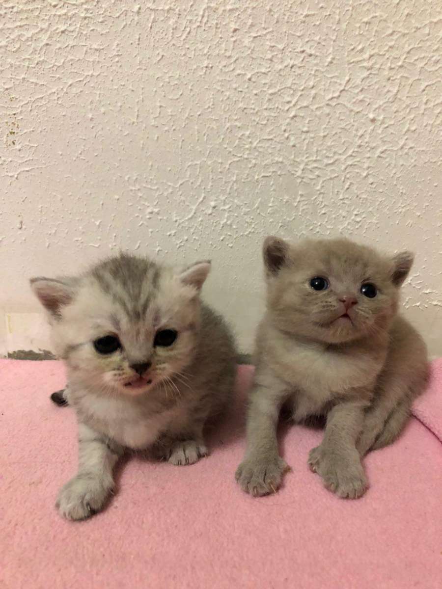 Котята шотландской вислоухой кошки