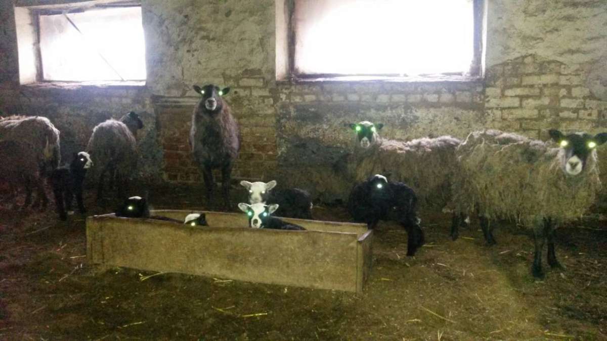Продам овець романівської породи