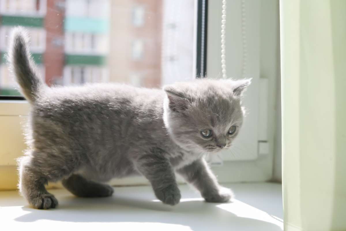Продам котят шотландский вислоухий и прямоухий