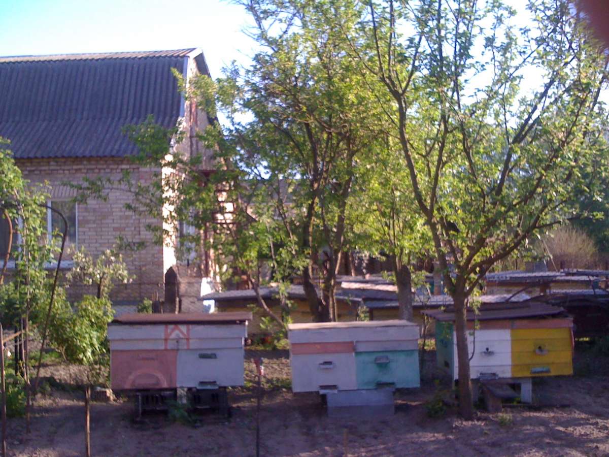 продам пчел