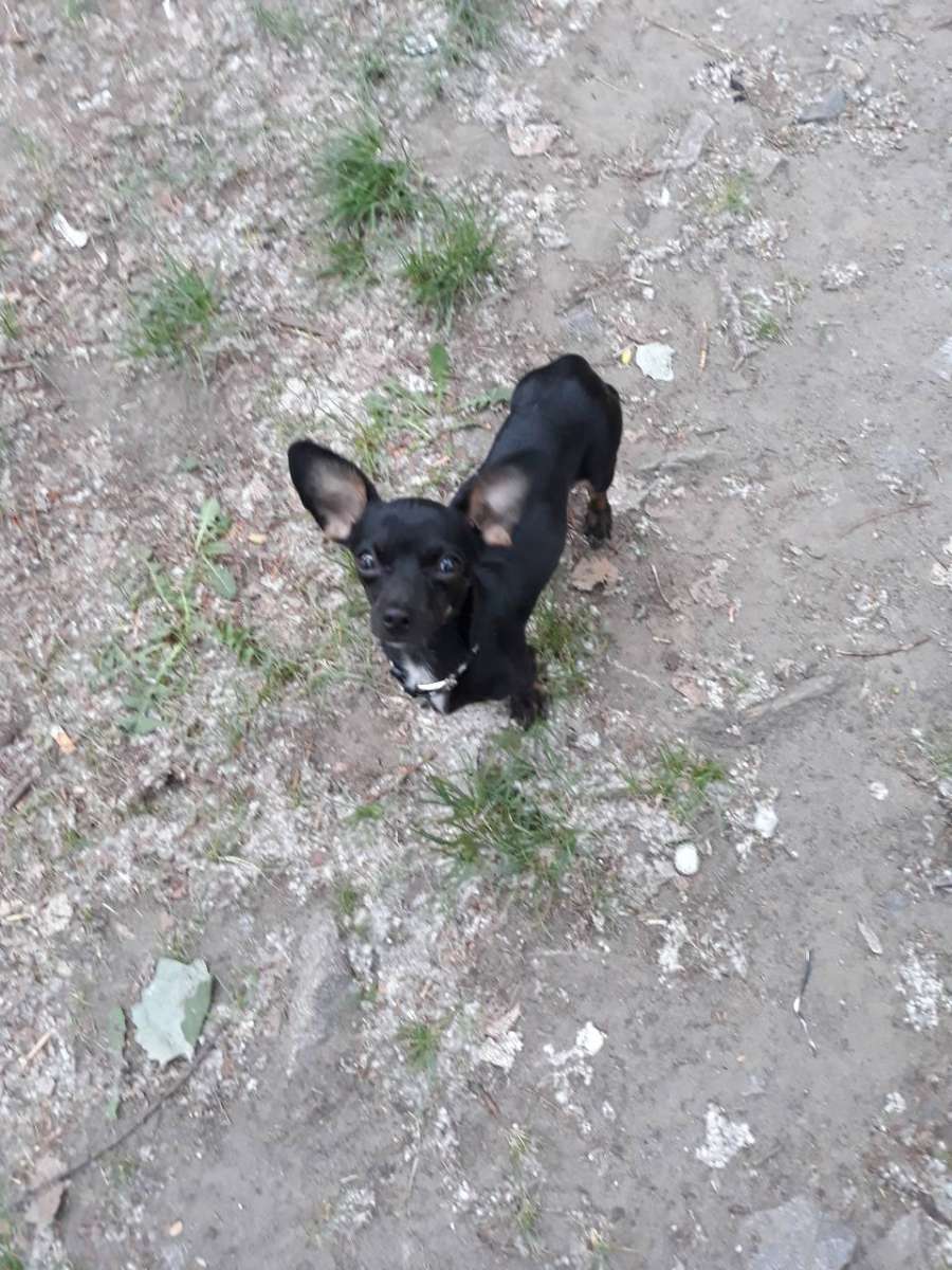 Пропала собака