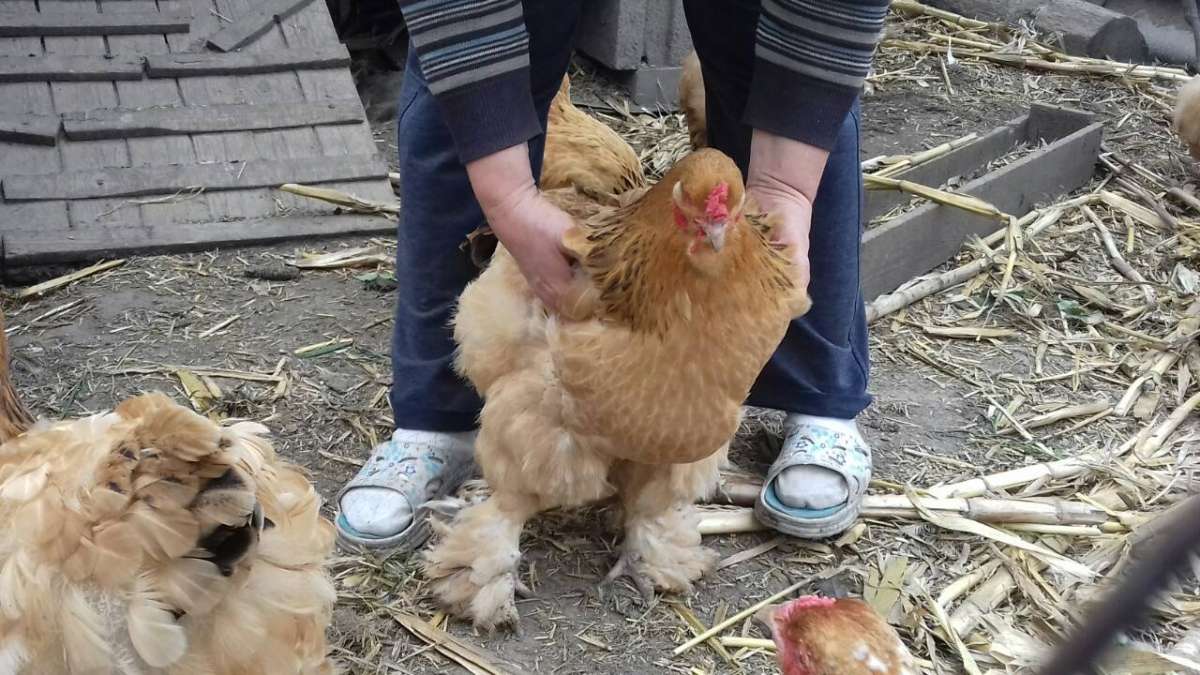 Инкубационные яйца Брама палевая