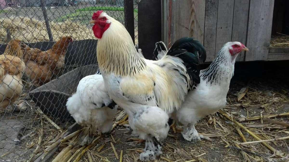 Инкубационные яйца Брама белая