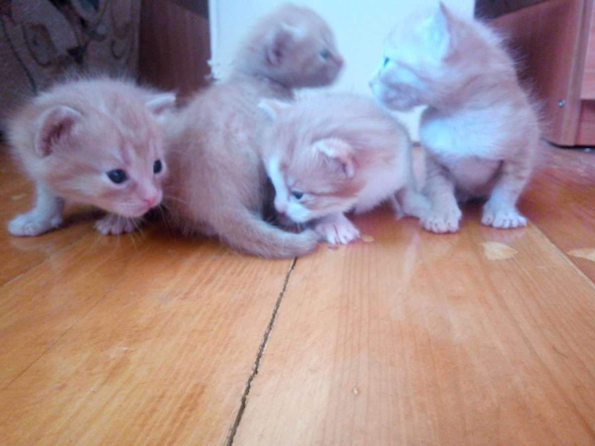 Котята)