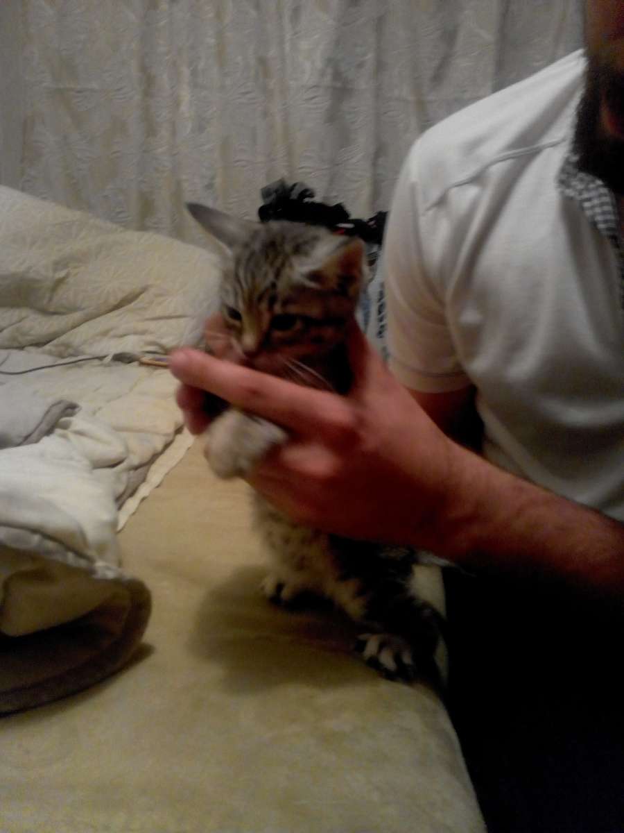 отдам котят