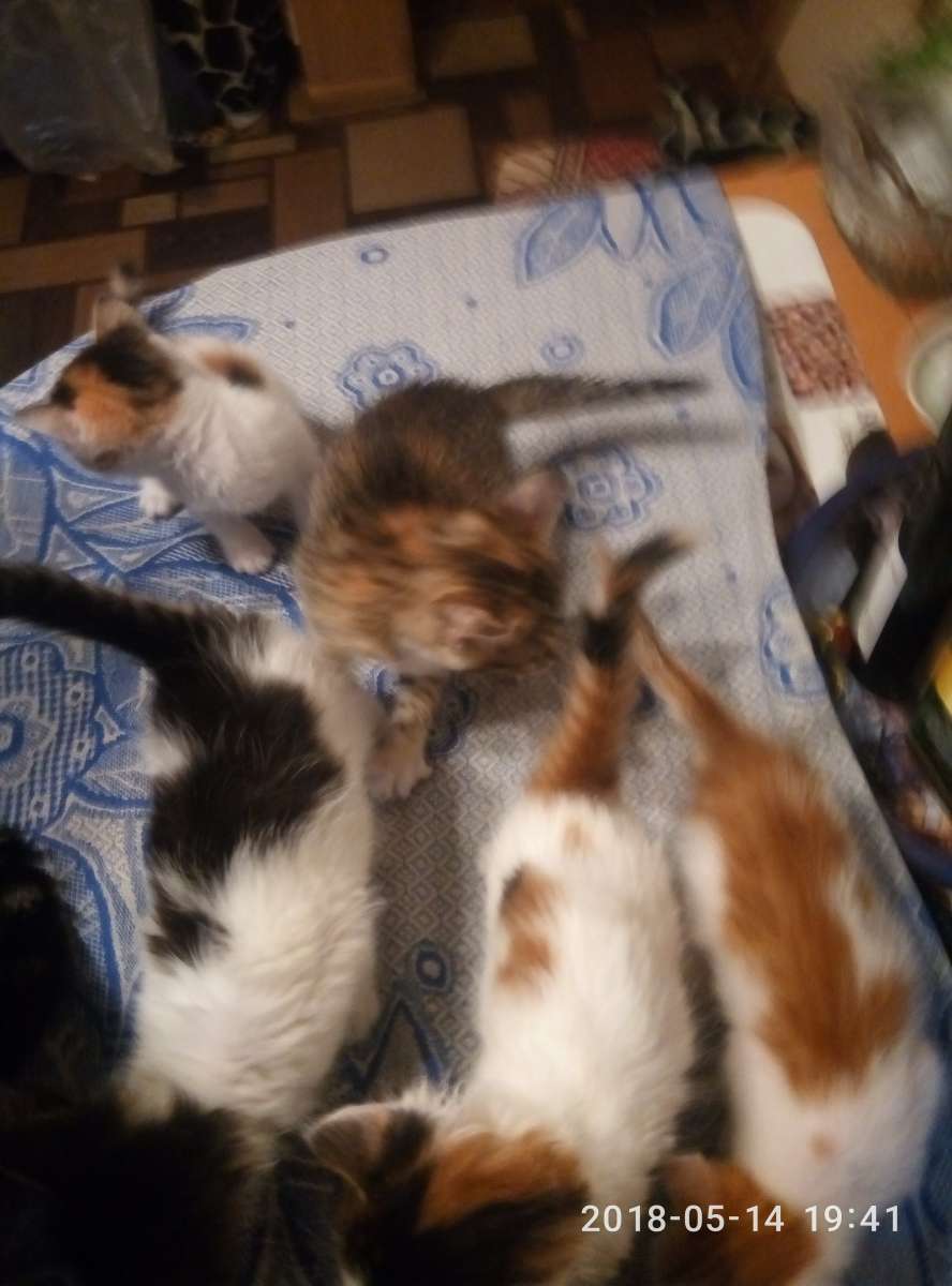 Бесплатно Отдам в хорошие руки домашних котят