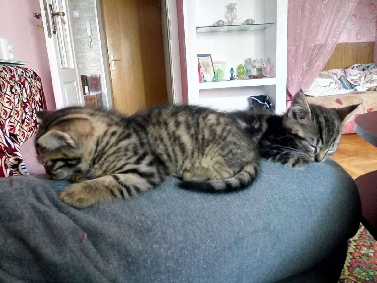 Отдам 2 котят в хорошие руки