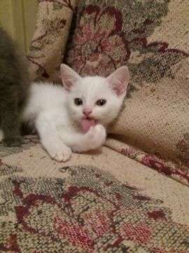 Милые котята!
