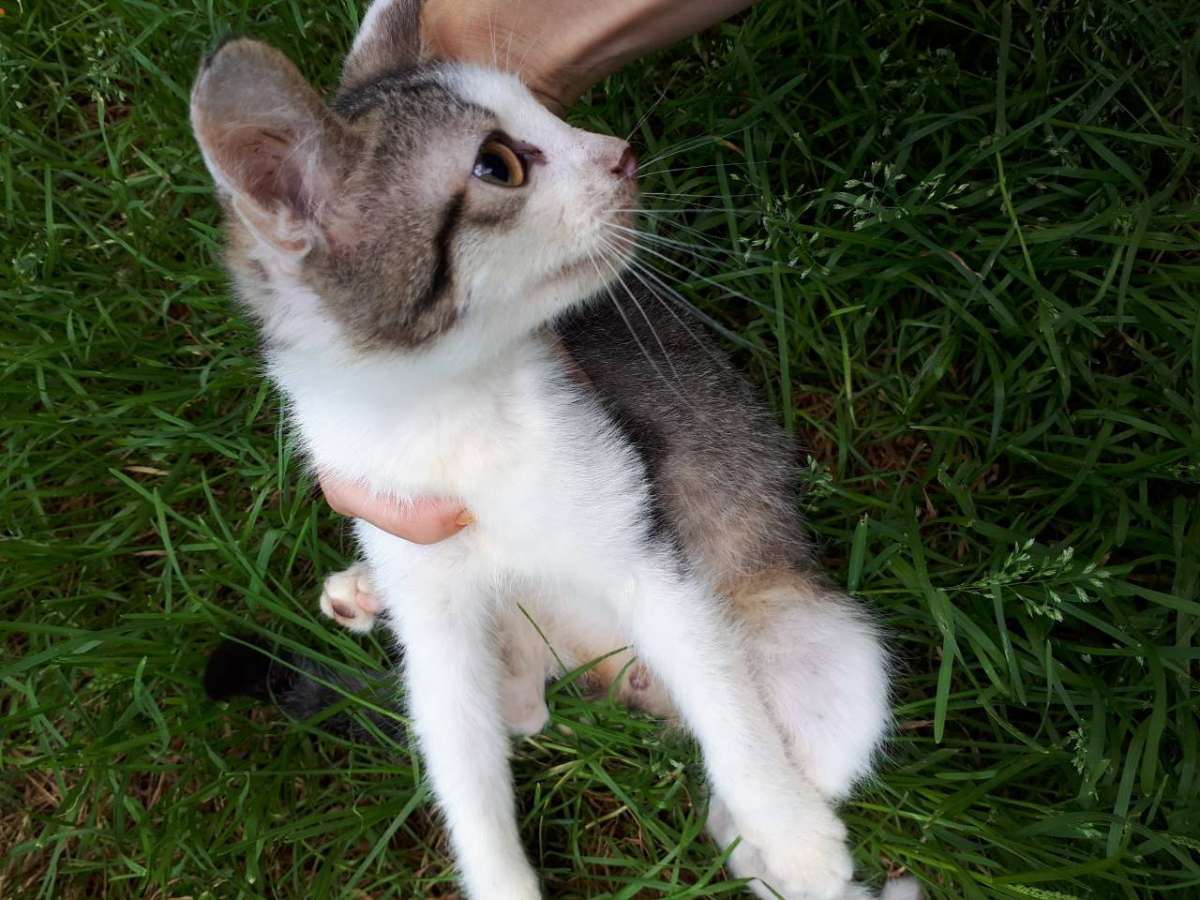 Срочно отдам бесплатно котёнка в добрые руки