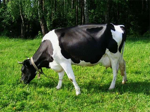 Продам добру корову. Недорого !!!