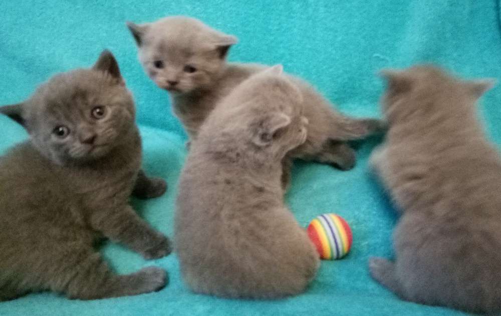 Шотландские котята скоттиш страйт