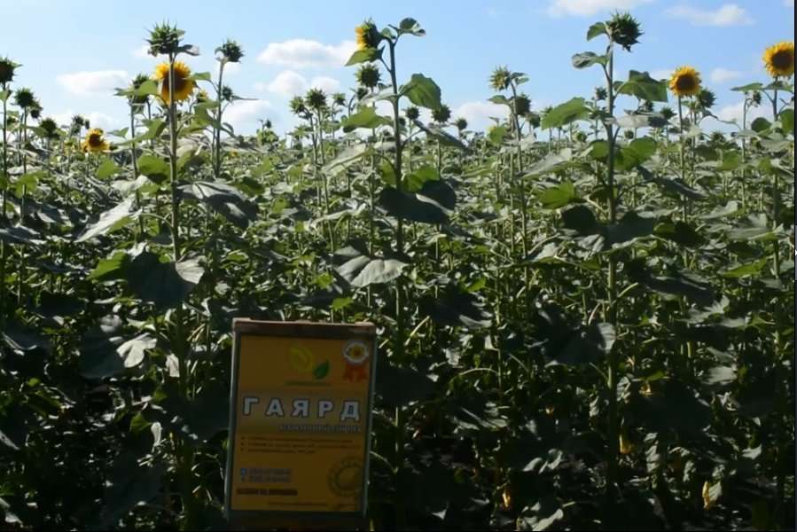 Семена Подсолнечника Купить Для Посадки Сорт Грандис