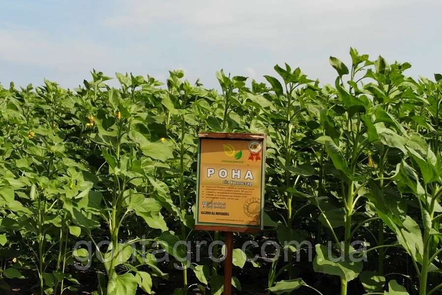 Купить Семена Подсолнечника Пионер