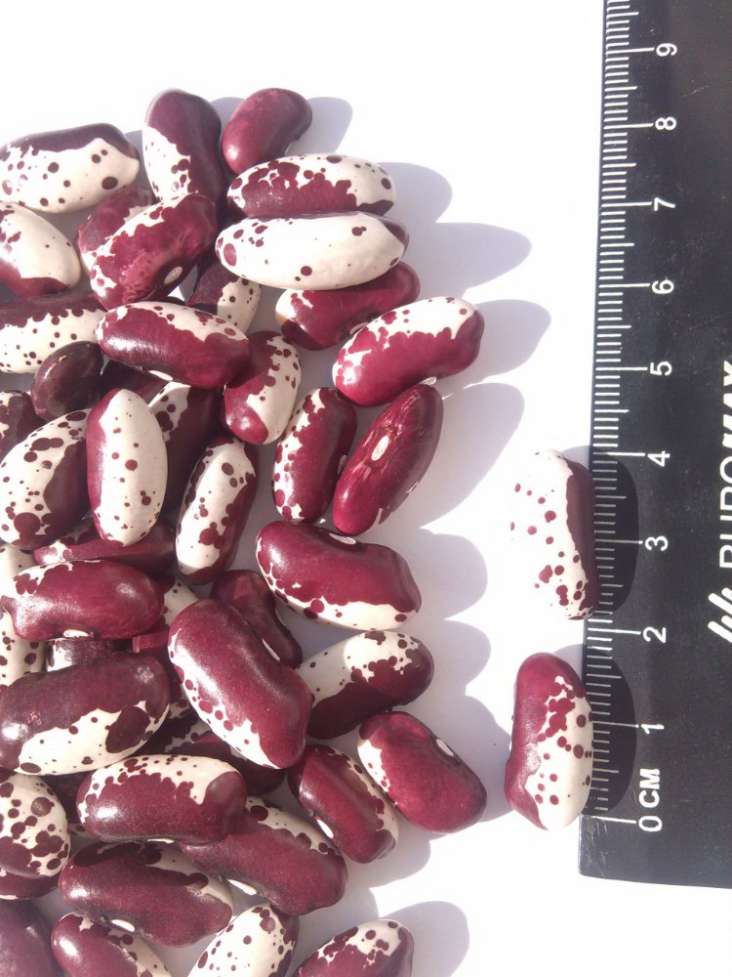 Продам фасоль Красавчик (Ласточка), урожай 2019