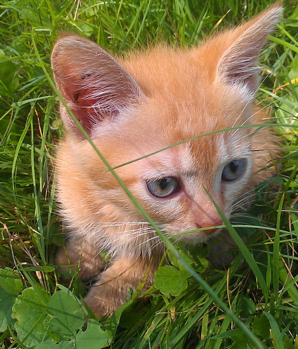 рыжий котенок ищет доброго хозяина