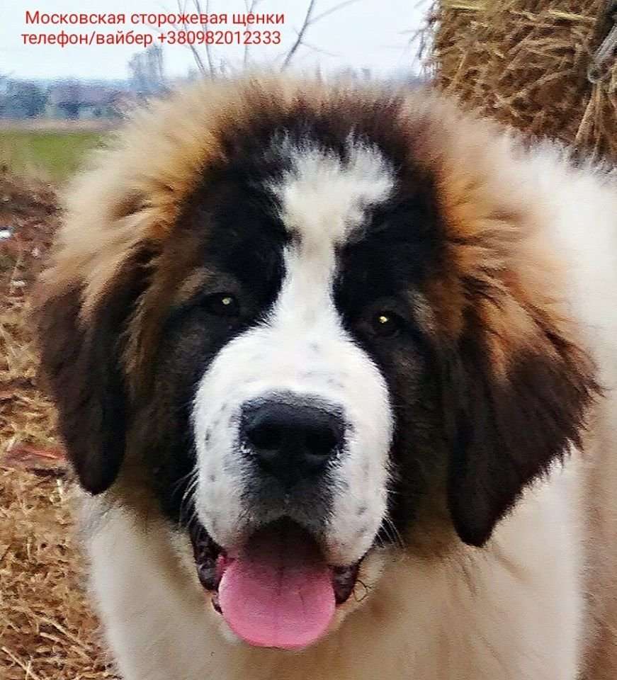 Московская Сторожевая Купить Щенка В Твери Цена