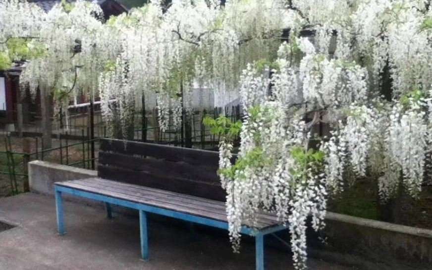 Глициния Купить Саженец