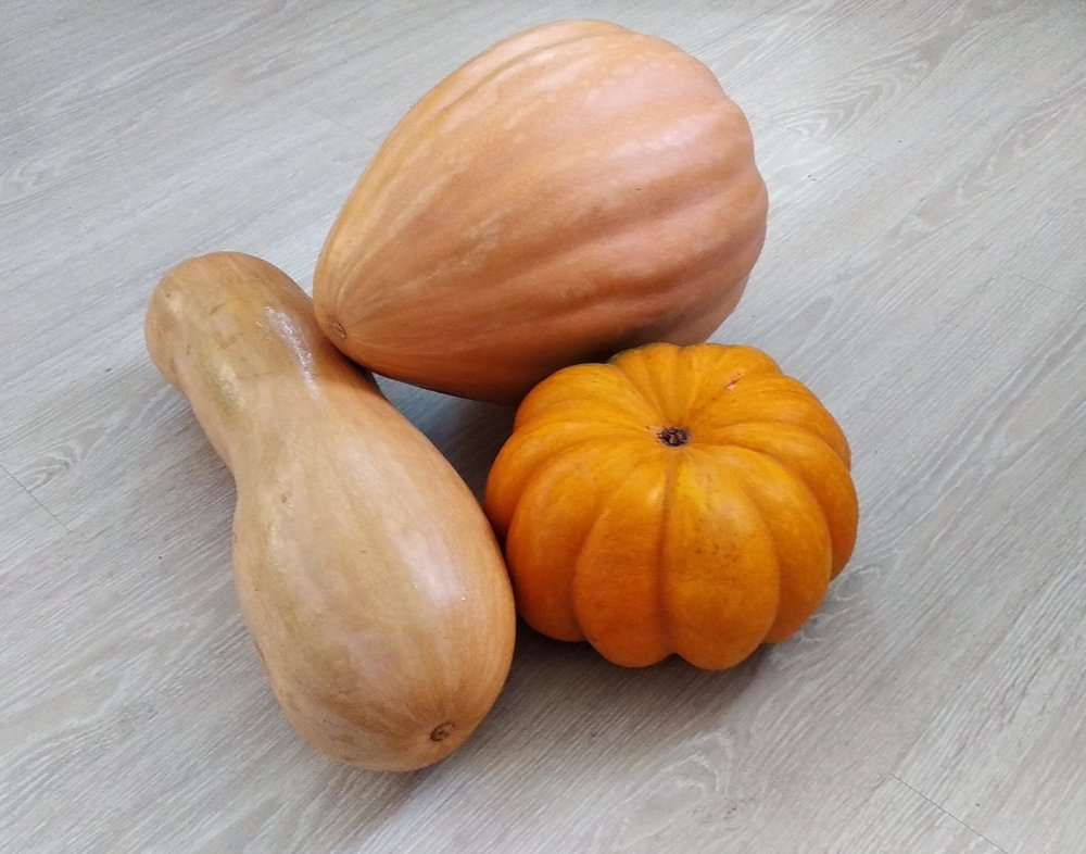 Тыква Жемчужина Фото