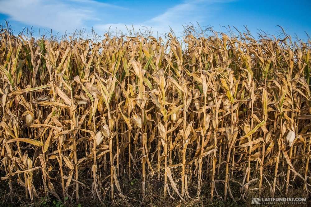 Кукуруза растет. А321 кукурузное поле. Кукурузные поля 2019. Аэробус 321 кукурузное поле. Кукурузные поля 2019.