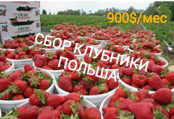 клубника крупная круглая. ведро клубники. земляника на польском. много клубники. клубника феста.