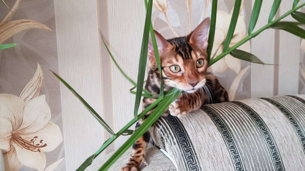 Бенгальская кошка. Продажа котят бенгальской породы. Харьков.